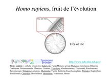 Homo sapiens, fruit de l évolution