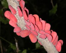 Les phromnia rosea (insectes)