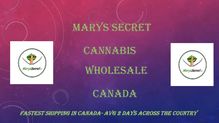 Marys Secret- Wholesale Cannabis Canada