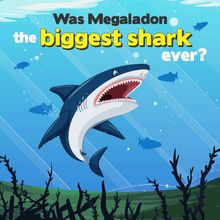 Was Megaladon the biggest shark ever?