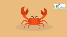 Tuân et les crabes