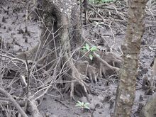 Des racines de bruguiera gymnorrhiza