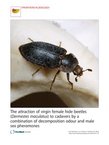 The attraction of virgin female hide beetles (Dermestes maculatus) to cadavers by a combination of decomposition odour and male sex pheromones