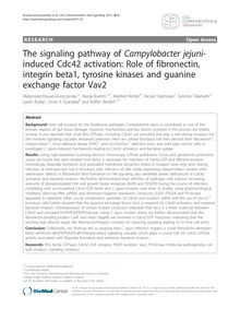 The signaling pathway of Campylobacter jejuni-induced Cdc42 activation: Role of fibronectin, integrin beta1, tyrosine kinases and guanine exchange factor Vav2