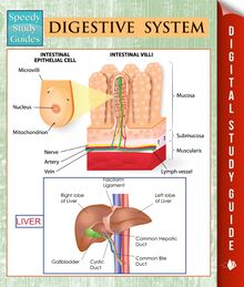 Digestive System (Speedy Study Guides)