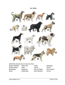 Les chiens Identifiez chacune de ces  races de chien: Berger ...