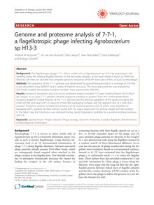 Genome and proteome analysis of 7-7-1, a flagellotropic phage infecting Agrobacterium sp H13-3