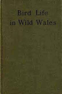 Bird life in wild Wales