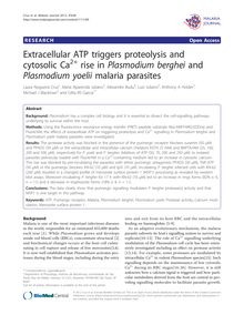 Extracellular ATP triggers proteolysis and cytosolic Ca2+rise in Plasmodium bergheiand Plasmodium yoeliimalaria parasites