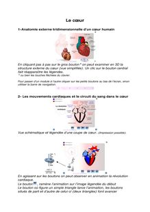 Anatomie externe tridimensionnelle d un cœur humain