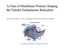 A Class of Membrane Proteins Shaping the Tubular Endoplasmic Reticulum