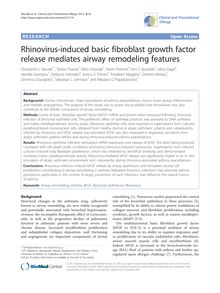 Rhinovirus-induced basic fibroblast growth factor release mediates airway remodeling features
