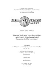 Structural analyses of Borna disease virus nucleoprotein-phosphoprotein and nucleoprotein-RNA interactions [Elektronische Ressource] / vorgelegt von Miriam Hock