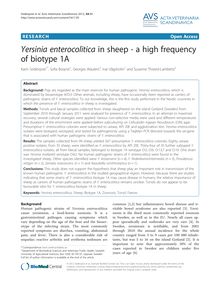 Yersinia enterocolitica in sheep - a high frequency of biotype 1A