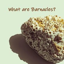 What are barnacles?