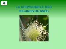 Document d information sur la chrysomèle des racines - Bienvenue ...